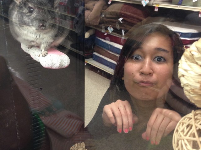 CHINCHILLAS !!! :D